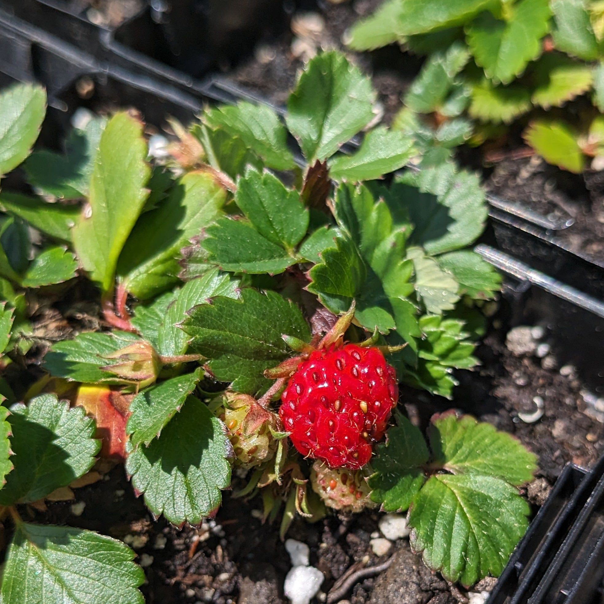 Wild Strawberry