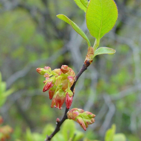 Black Huckleberry