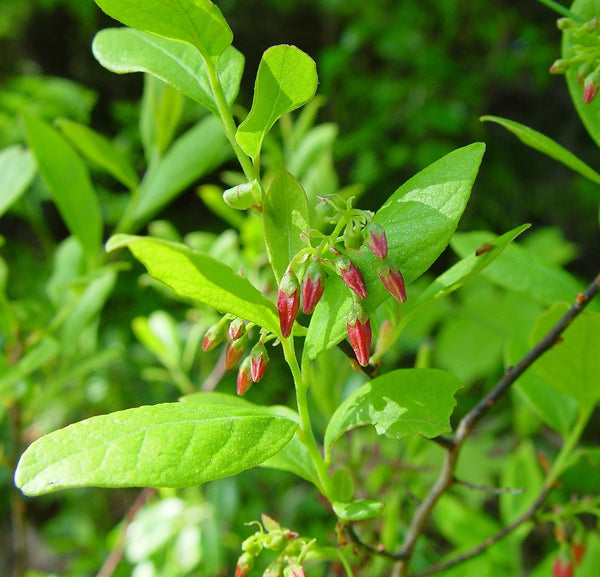 Black Huckleberry