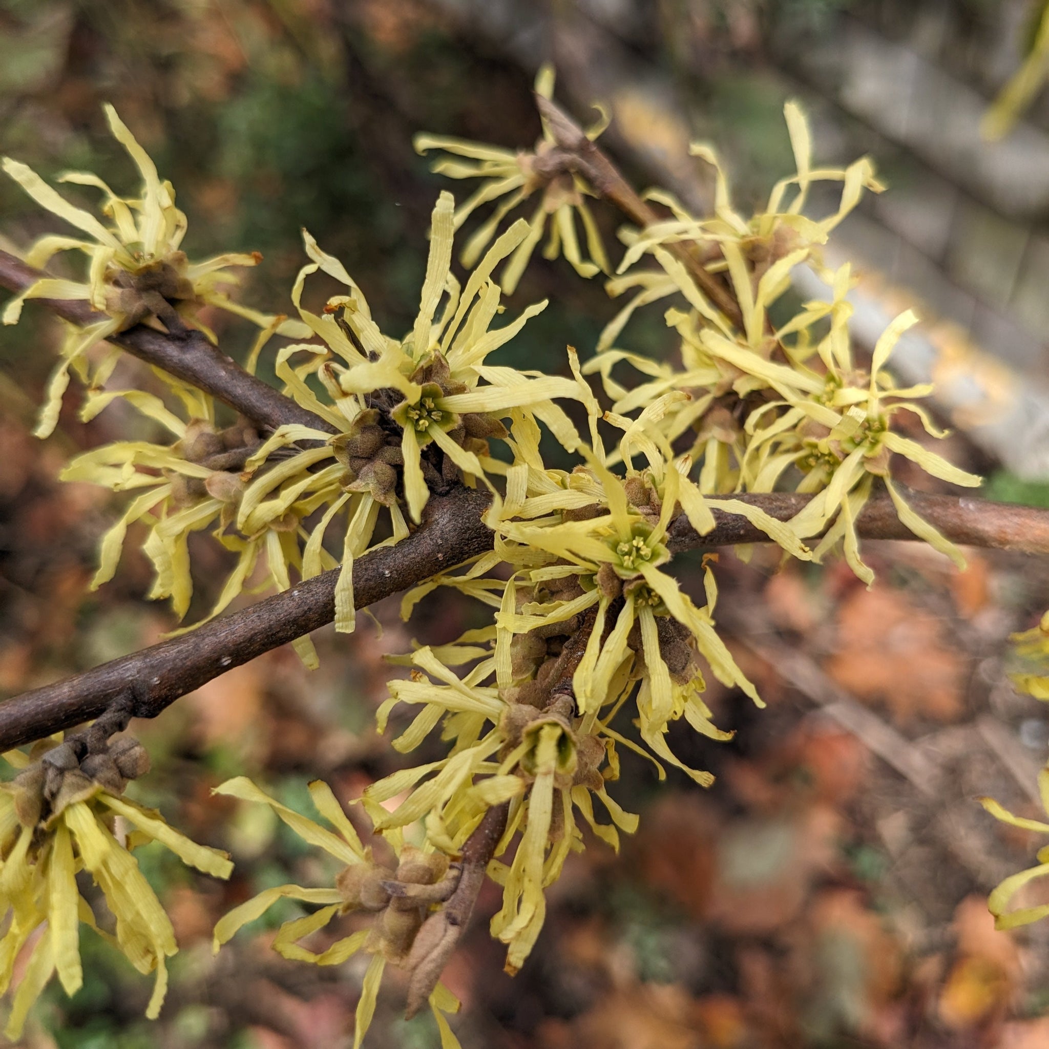American Witchhazel