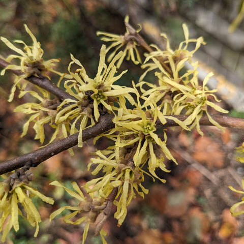 American Witchhazel