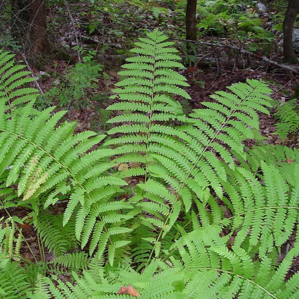 Interrupted Fern