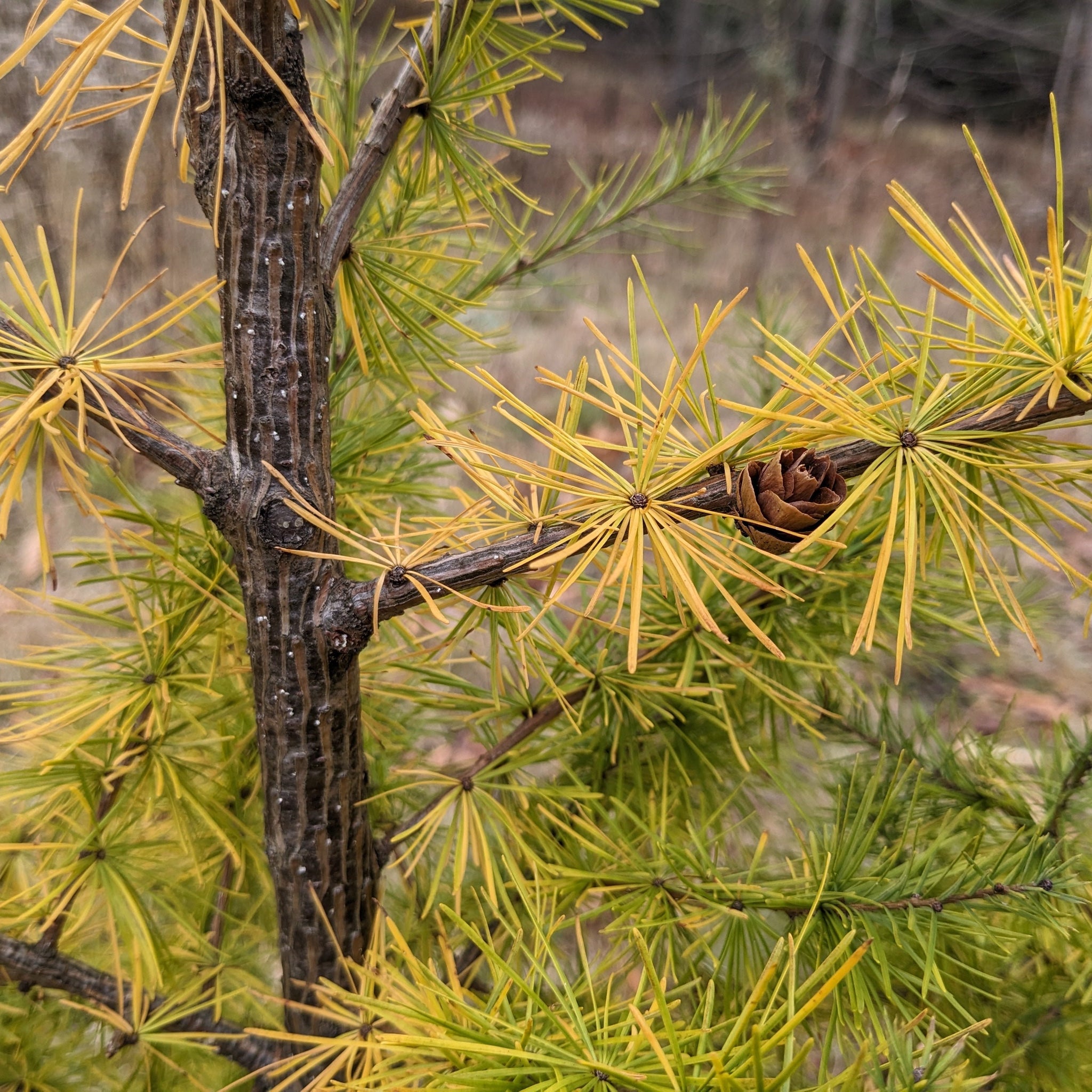 American Larch