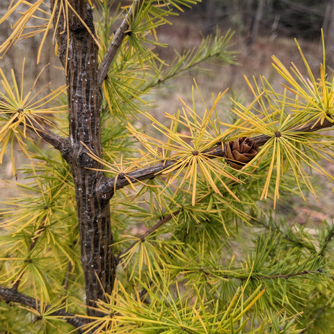American Larch