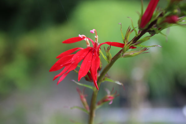 Hummingbird Bundle