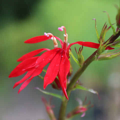 Cardinal Flower
