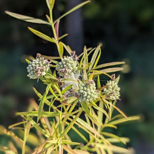 Narrow-Leaved Mountain Mint