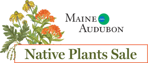 Maine Native Plants
