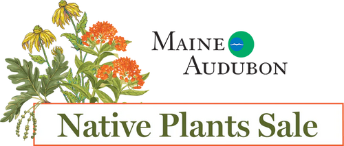 Maine Native Plants
