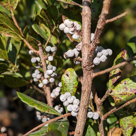 Northern Bayberry