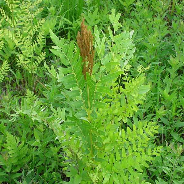 Royal Fern