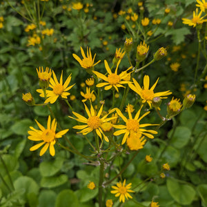 Golden Groundsel