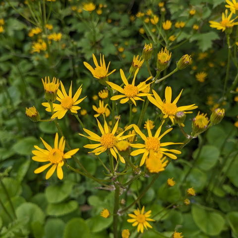 Golden Groundsel