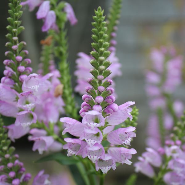 Hummingbird Bundle