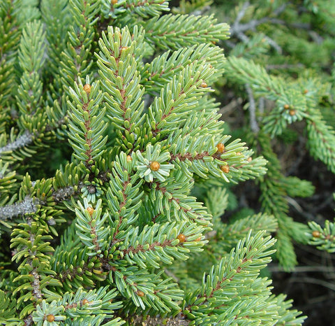 Black Spruce