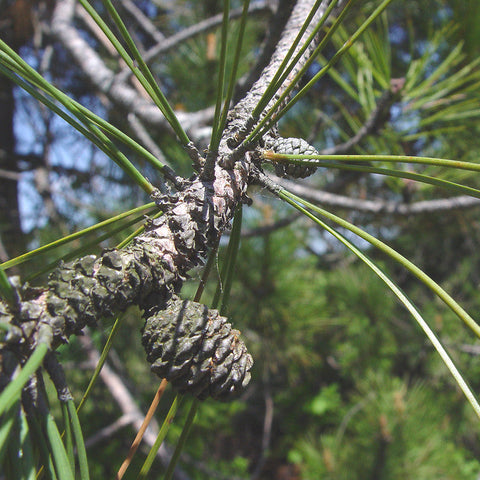 Red Pine