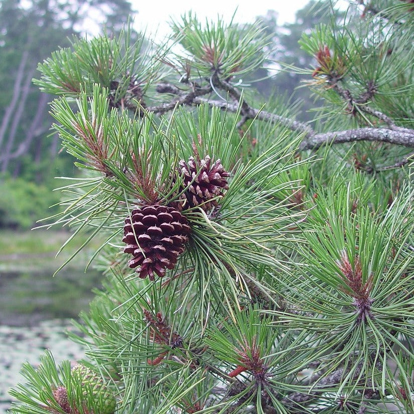 Pitch Pine