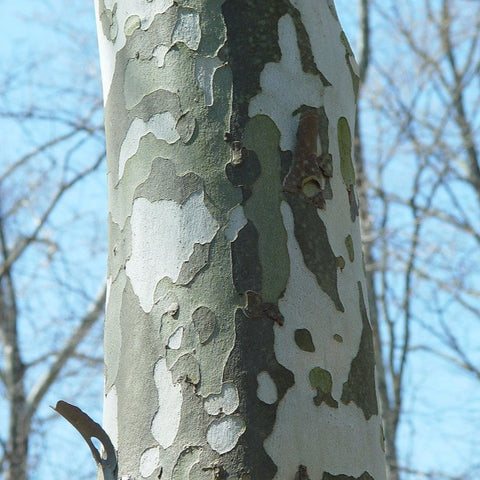 American Sycamore