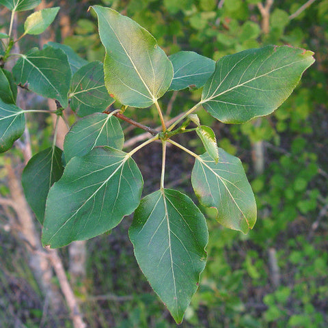 Balsam Poplar