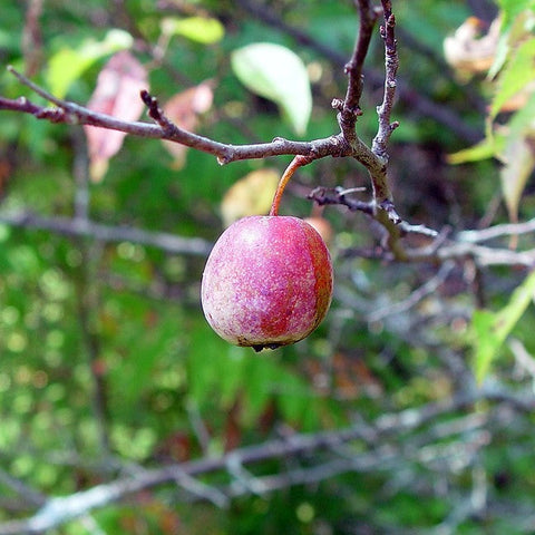 American Plum