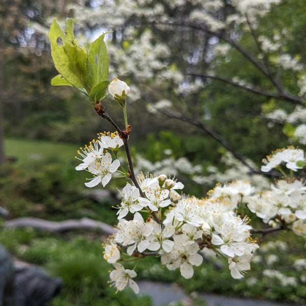 Beach Plum