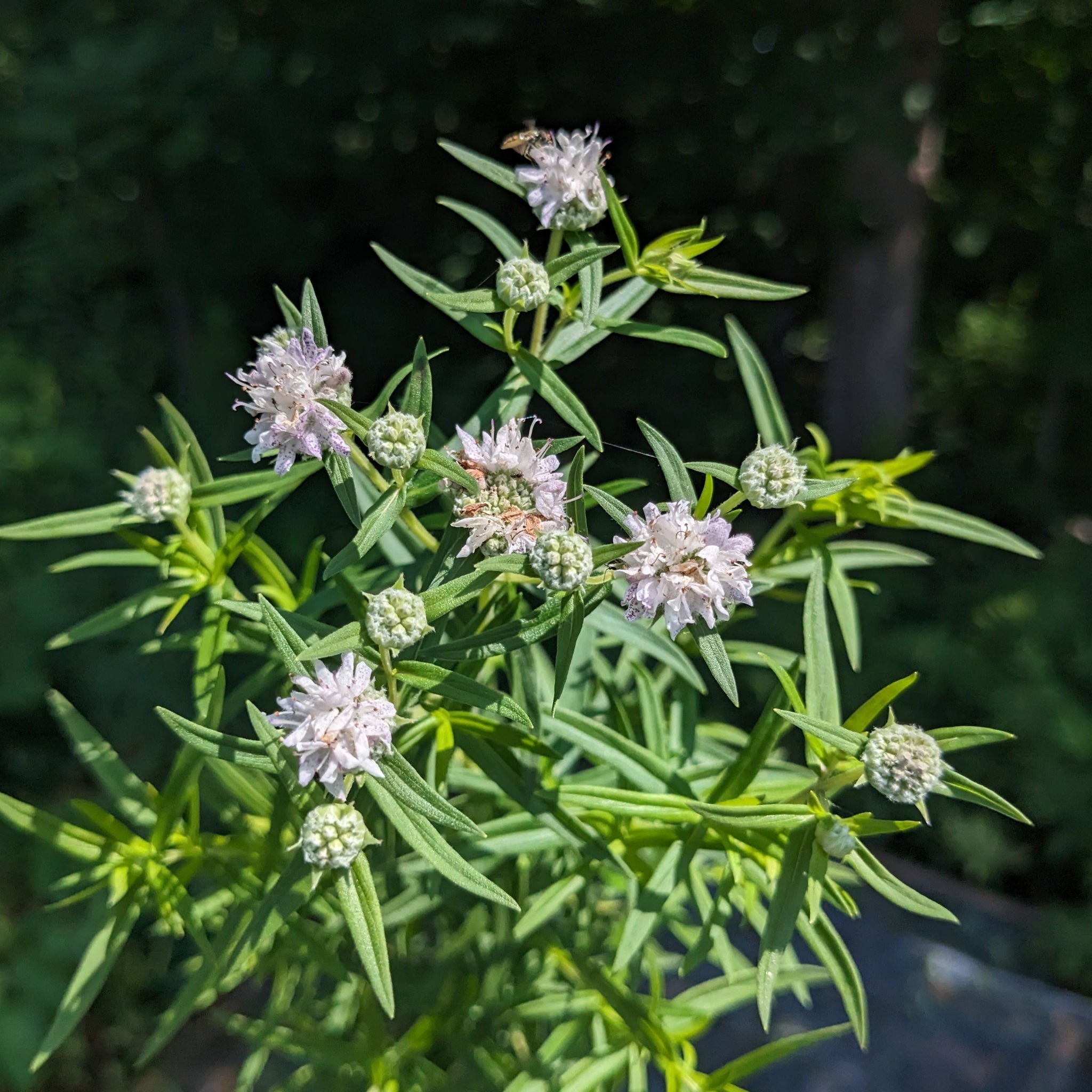 Virginia Mountain Mint