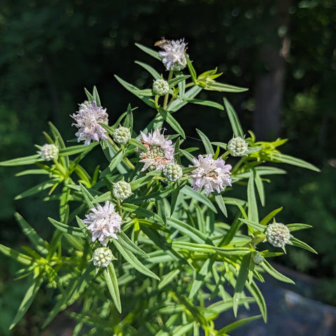Virginia Mountain Mint
