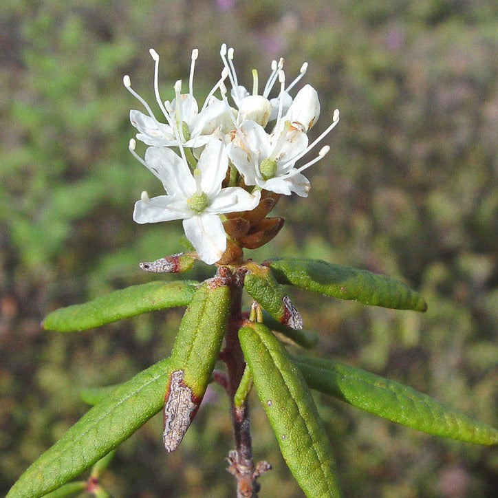 Labrador Tea