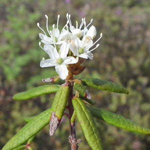 Labrador Tea
