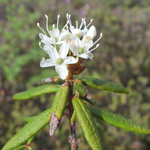 Labrador Tea