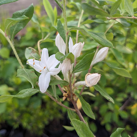 Clammy Azalea
