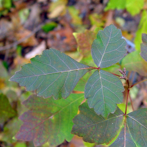 Fragrant Sumac