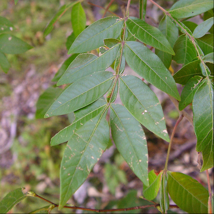 Winged Sumac – Maine Native Plants