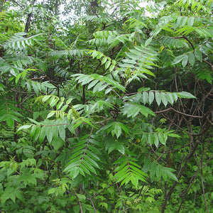 Smooth Sumac – Maine Native Plants