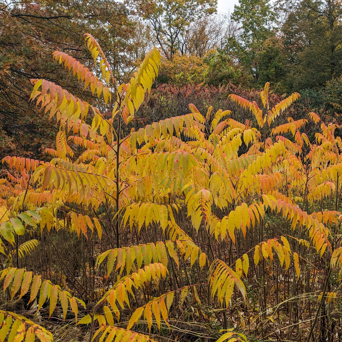 Staghorn Sumac – Maine Native Plants