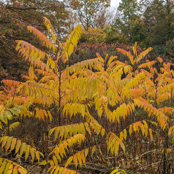 Staghorn Sumac