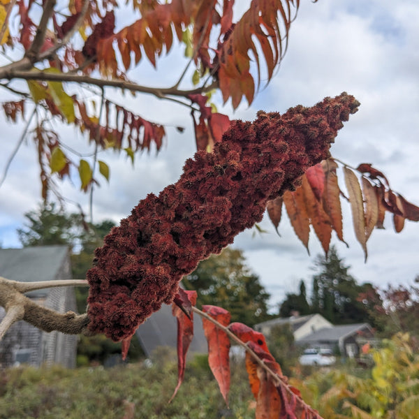 Staghorn Sumac
