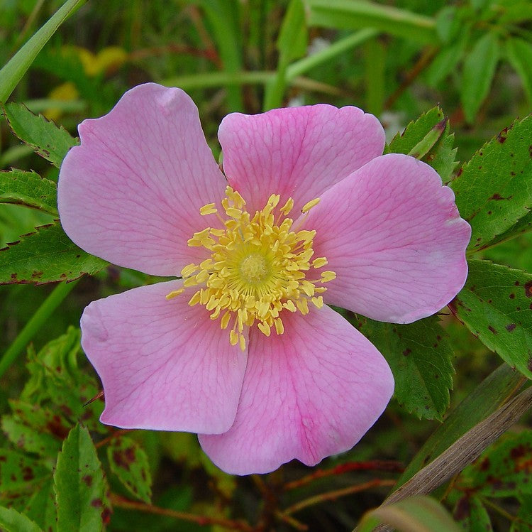Carolina Rose – Maine Native Plants