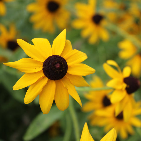 Black-eyed Coneflower