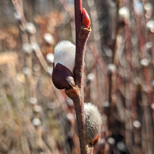 Pussy Willow