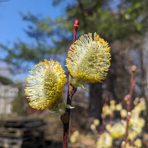 Pussy Willow
