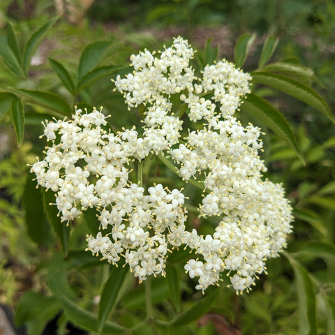 Common Elderberry