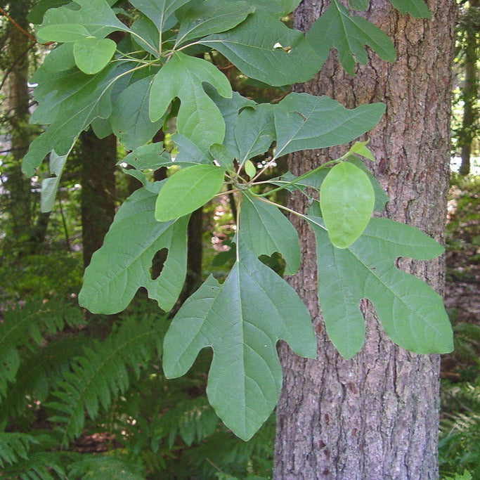 Sassafras