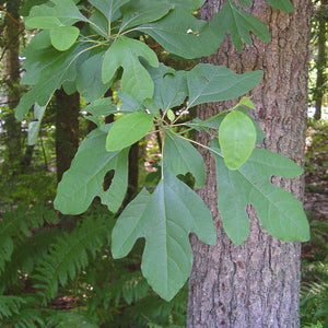 Sassafras