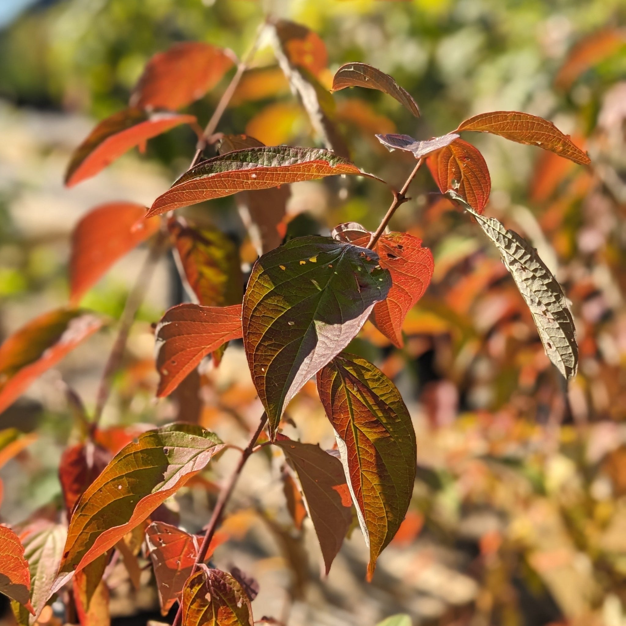 Silky Dogwood