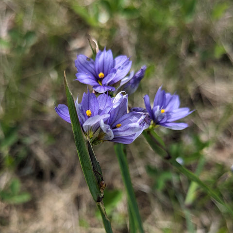 Narrow-Leaved Blue-Eyed Grass
