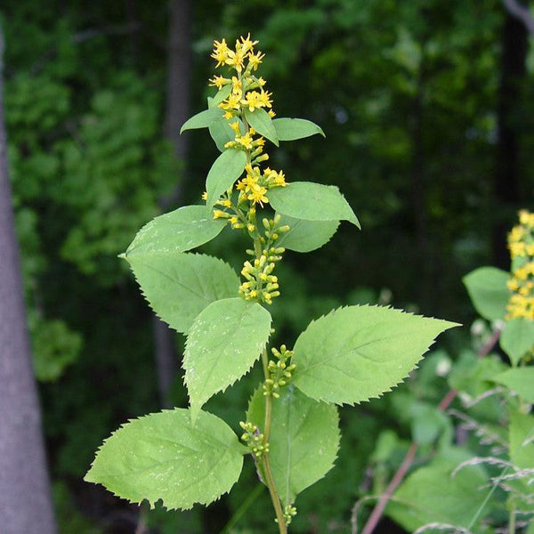 Zigzag Goldenrod