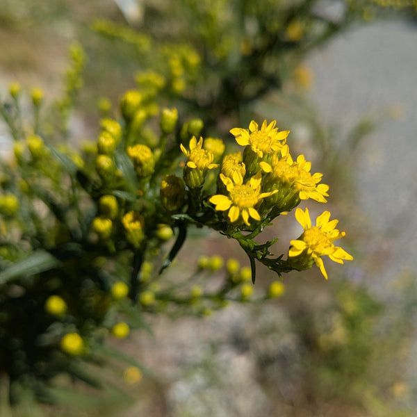 Seaside Goldenrod