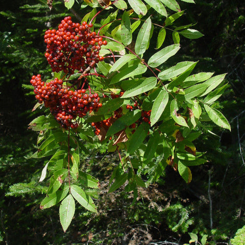 American Mountain Ash