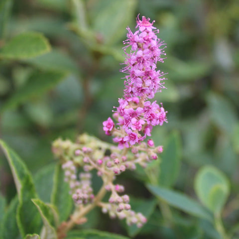 Steeplebush